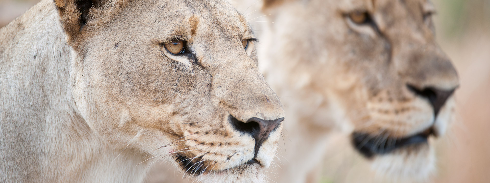 two lioness